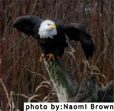 eagleBG