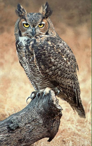owlBG